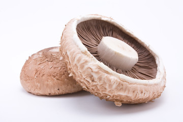 Portabello Mushroom