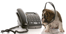 English Bulldog Puppy Wearing Headset Talking On The Phone