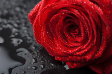 Beautiful Red Rose With Water Droplets Over Black Background