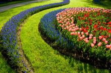Circlelines Of Tulips And Common Grape Hyacinth