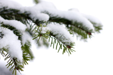 Christmas tree with fresh snow