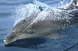 granville dolphin 3