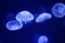 Moon Jellyfish Over Blue Water