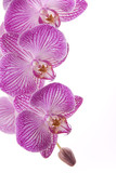 Fototapeta Storczyk - Orchid
