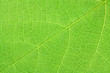 © Unclesam - limbe feuille verte vigne fond blanc