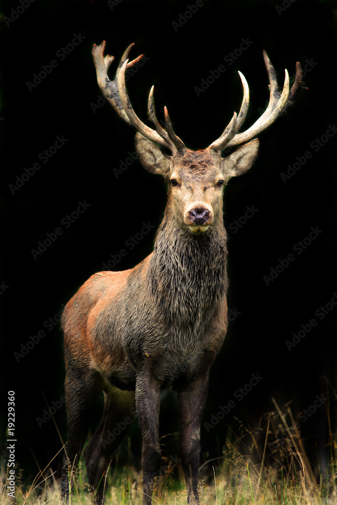 Papel de parede Rothirsch