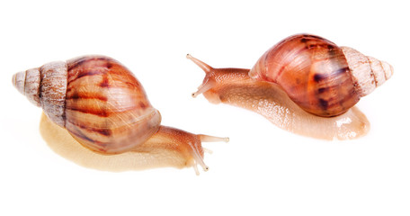 Snails isolated on white background.