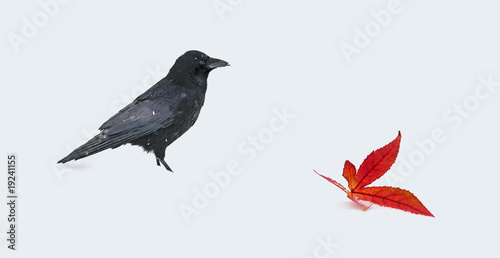Corneille Corbeau Hiver Oiseau Feuille Zen Meditation Nature Con Stock Photo Adobe Stock Corneille Corbeau Hiver Oiseau Feuille Zen Meditation Nature Con Stock Photo Adobe Stock
