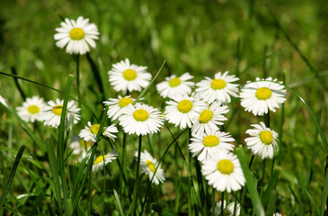 Fotomurales - sunshine daisies