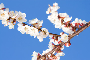 Wall Mural - spring beauty flowers with bee