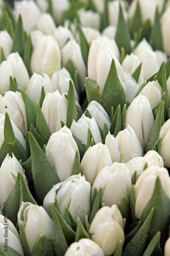 Nowoczesny obraz na płótnie Au marché : Bouquet de tulipes - fleuriste