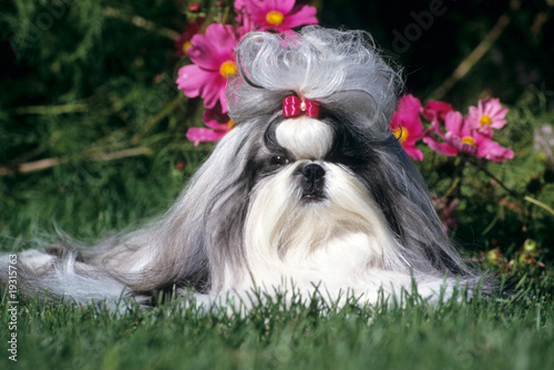 Rigolo Chien Shih Tzu Couche De Face Dans La Pelouse Stock Photo Adobe Stock