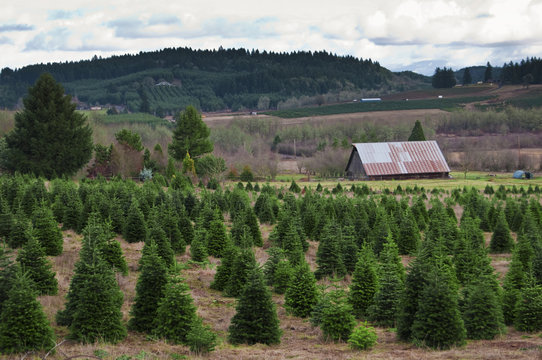 Wall Mural -  - Oregon Christmas Tree Farm