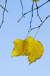 Last two leaves