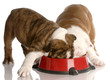 two puppies fighting at the food dish - english bulldogs