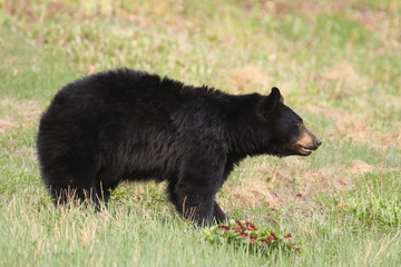 Wall Mural - black bear