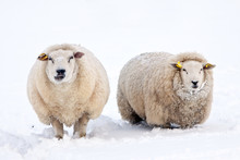 Sheep In A White Winter Landscape
