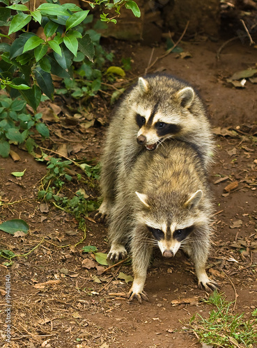 Raccoons mating - Buy this stock photo and explore similar images at