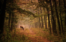 Red Deer In A Forest