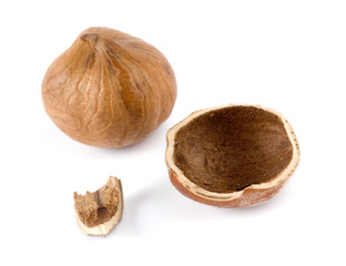 hazelnut on white background