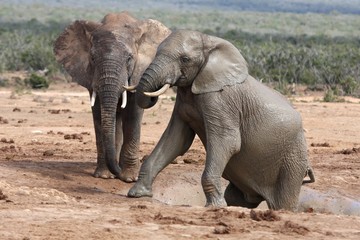 Wall Mural - african elephants