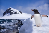 Fototapeta Sawanna - Penguin at the end of earth in Antarctica