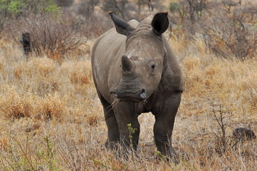 very young rhino looking into camera