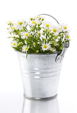 White Flowers In A Pot