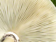 Underside Gills Of Mushroom Fungi Texture