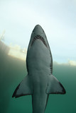 Fototapeta Koty - Underwater Shark