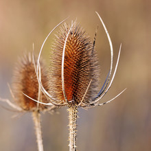 A Dried Thistle Flower