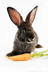 Black bunny and a carrot, isolated on white background