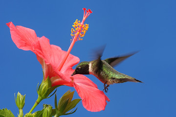 Wall Mural - Ruby-throated Hummingbird