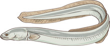 Anguille Poisson
