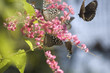 Butterflies upon a pink flower in Samui Butterfly Garden
