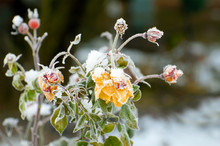 Rose Buds Covered In Winter Frost