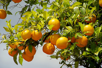 Sticker - Orange am Baum - orange fruit on tree 09