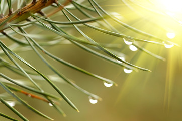 Poster - Water drops at fir tree