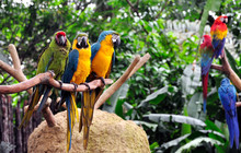 Colourful Macaws