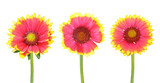 Fototapeta Kwiaty - wiosenne kwiaty