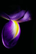 Beautiful Iris flower on black background