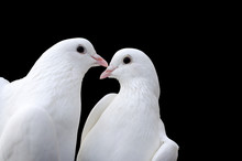 Valentine's Day Pigeons