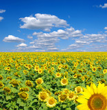 Fototapeta Kwiaty - sunflower field