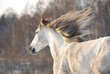 Grey horse gallops