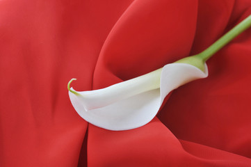 Wall Mural - white  calla lily