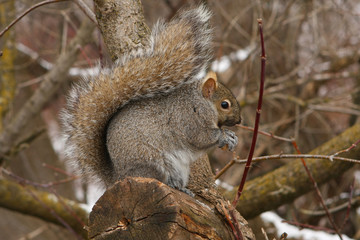 Wall Mural - Gray Squirrel Feeding In Tree