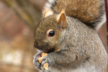 Wall Mural - Gray Squirrel Feeding On Peanut Close-up