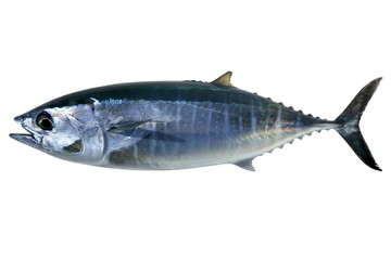 Wall Mural - Bluefin tuna isolated on white Thunnus thynnus