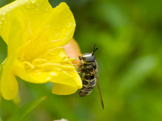 Canvas Print - Fly on flower 3