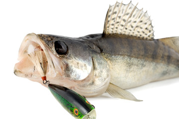 Wall Mural - fish walleye